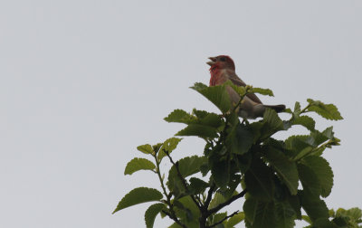 Roodmus / Common Rosefinch / Carpodacus erythrinus