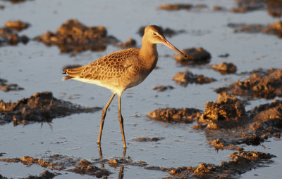 Grutto / Black-tailed Godwit / Limosa limosa