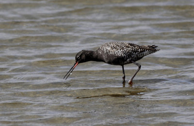 Zwarte Ruiter / Spotted Redshank / Tringa erythropus