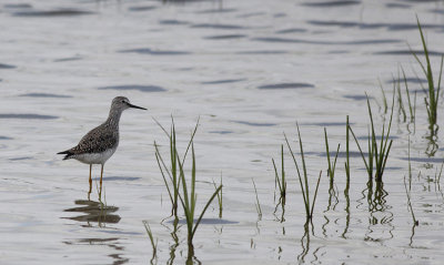 Kleine Geelpootruiter / Lesser Yellowlegs / Tringa flavipes