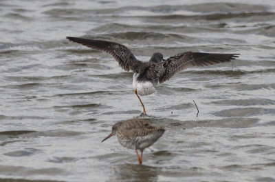 Kleine Geelpootruiter / Lesser Yellowlegs / Tringa flavipes