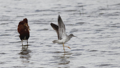 Kleine Geelpootruiter / Lesser Yellowlegs / Tringa flavipes