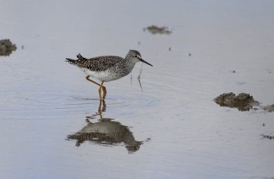 Kleine Geelpootruiter / Lesser Yellowlegs / Tringa flavipes