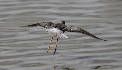 Kleine Geelpootruiter / Lesser Yellowlegs / Tringa flavipes