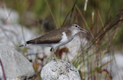 Oeverloper / Common Sandpiper / Actitis hypoleucos