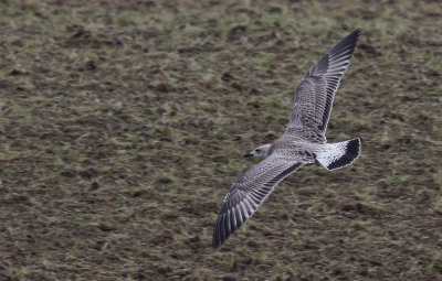 Pontische Meeuw / Caspian Gull / Larus cachinnans