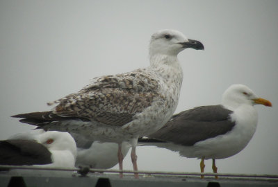 Grote Mantelmeeuw / Great Black-backed Gull / Larus marinus