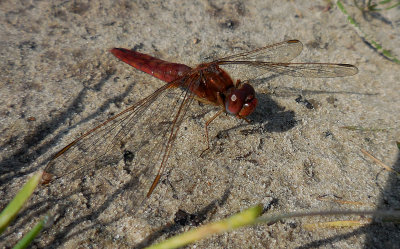 Vuurlibel / Crocothemis erythraea