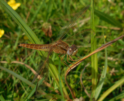 Vuurlibel / Crocothemis erythraea