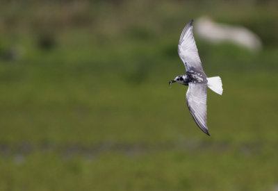 Witvleugelstern / White-winged Tern / Chlidonias leucopterus