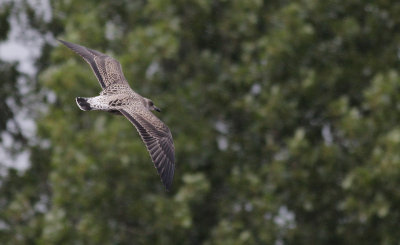 Kleine Mantelmeeuw / Lesser Black-backed Gull / Larus f. graellsii