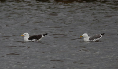 Kleine Mantelmeeuw / Lesser Black-backed Gull / Larus f. intermedius