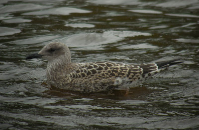 Kleine Mantelmeeuw / Lesser Black-backed Gull / Larus f. graellsii