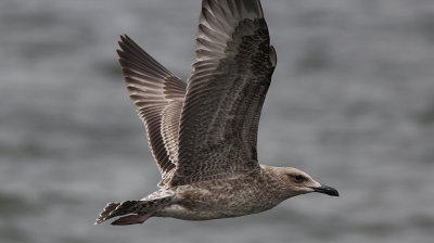 Pontische x Zilvermeeuw? / Caspian x Herring Gull? / Larus cachinnans x argentatus?