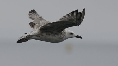 Pontische Meeuw / Caspian Gull / Larus cachinnans