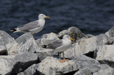 Pontische Meeuw / Caspian Gull / Larus cachinnans