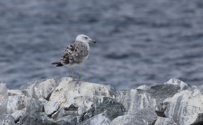 Pontische Meeuw / Caspian Gull / Larus cachinnans