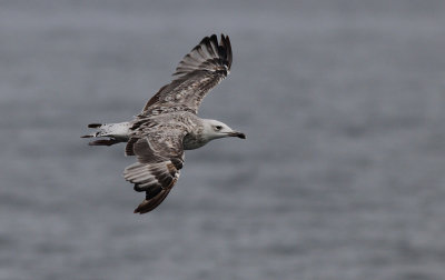 Pontische Meeuw / Caspian Gull / Larus cachinnans