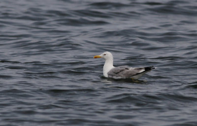 Pontische Meeuw / Caspian Gull / Larus cachinnans