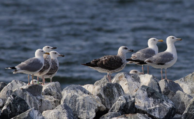 Pontische Meeuw / Caspian Gull / Larus cachinnans