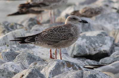 Pontische Meeuw / Caspian Gull / Larus cachinnans