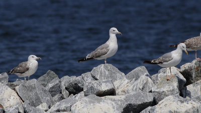 Pontische Meeuw / Caspian Gull / Larus cachinnans