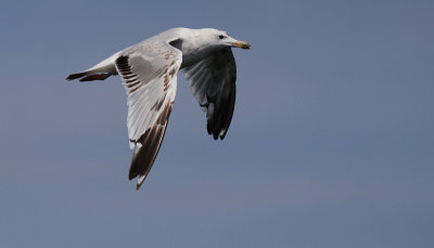 Pontische Meeuw / Caspian Gull / Larus cachinnans