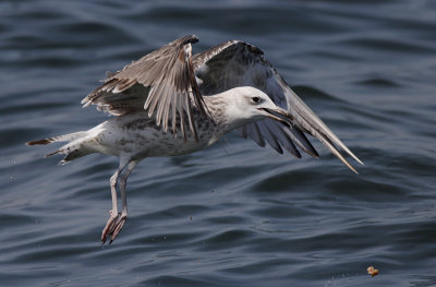 Pontische Meeuw / Caspian Gull / Larus cachinnans