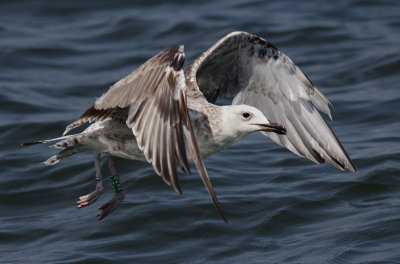 Pontische Meeuw / Caspian Gull / Larus cachinnans