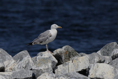 Pontische Meeuw / Caspian Gull / Larus cachinnans