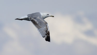 Pontische Meeuw / Caspian Gull / Larus cachinnans