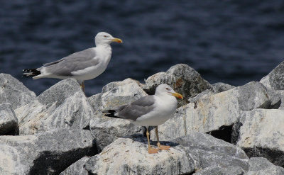 Pontische Meeuw / Caspian Gull / Larus cachinnans