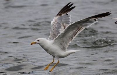 Geelpootmeeuw / Yellow-legged Gull / Larus michahellis