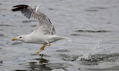 Geelpootmeeuw / Yellow-legged Gull / Larus michahellis