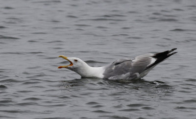 Geelpootmeeuw / Yellow-legged Gull / Larus michahellis