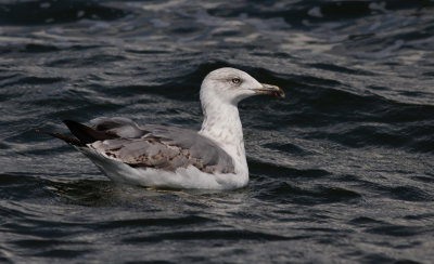 Geelpootmeeuw / Yellow-legged Gull / Larus michahellis