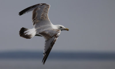 Geelpootmeeuw / Yellow-legged Gull / Larus michahellis