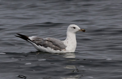 Geelpootmeeuw / Yellow-legged Gull / Larus michahellis