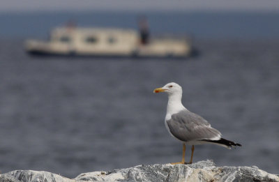 Geelpootmeeuw / Yellow-legged Gull / Larus michahellis