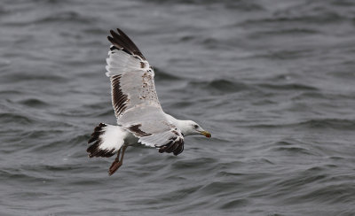 Geelpootmeeuw / Yellow-legged Gull / Larus michahellis