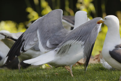 Kleine Mantel x Zilvermeeuw / Lesser Black-backed x Herring Gull / L. fuscus x argentatus