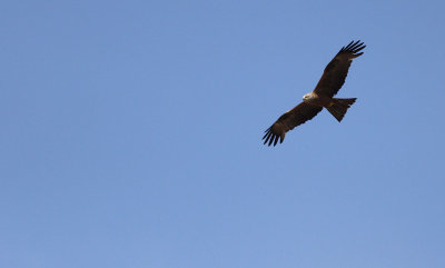 Zwarte Wouw / Black Kite / Milvus migrans