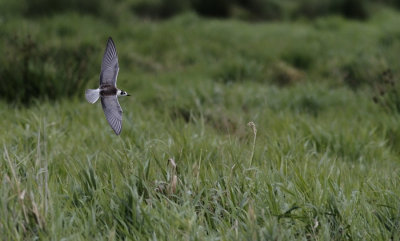 Witvleugelstern / White-winged Tern / Chlidonias leucopterus