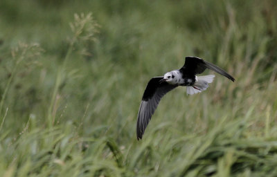 Witvleugelstern / White-winged Tern / Chlidonias leucopterus