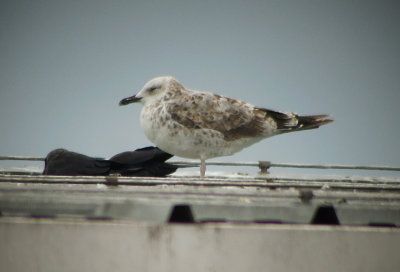 Pontische Meeuw / Caspian Gull / Larus cachinnans