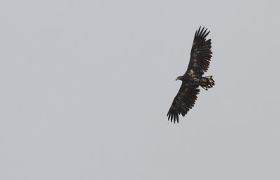 Zeearend / White-tailed Eagle / Haliaeetus albicilla