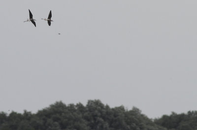 Steltkluut / Black-winged Stilt / Himantopus himantopus