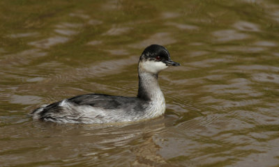 Geoorde Fuut / Black-necked Grebe / Podiceps nigricollis