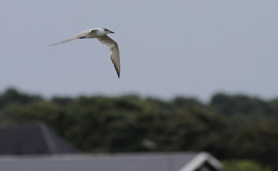 Lachstern / Gull-billed Tern / Gelochelidon nilotica