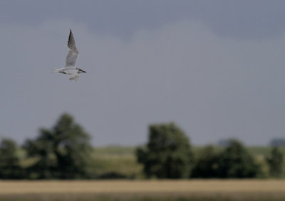 Lachstern / Gull-billed Tern / Gelochelidon nilotica